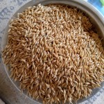 Barley